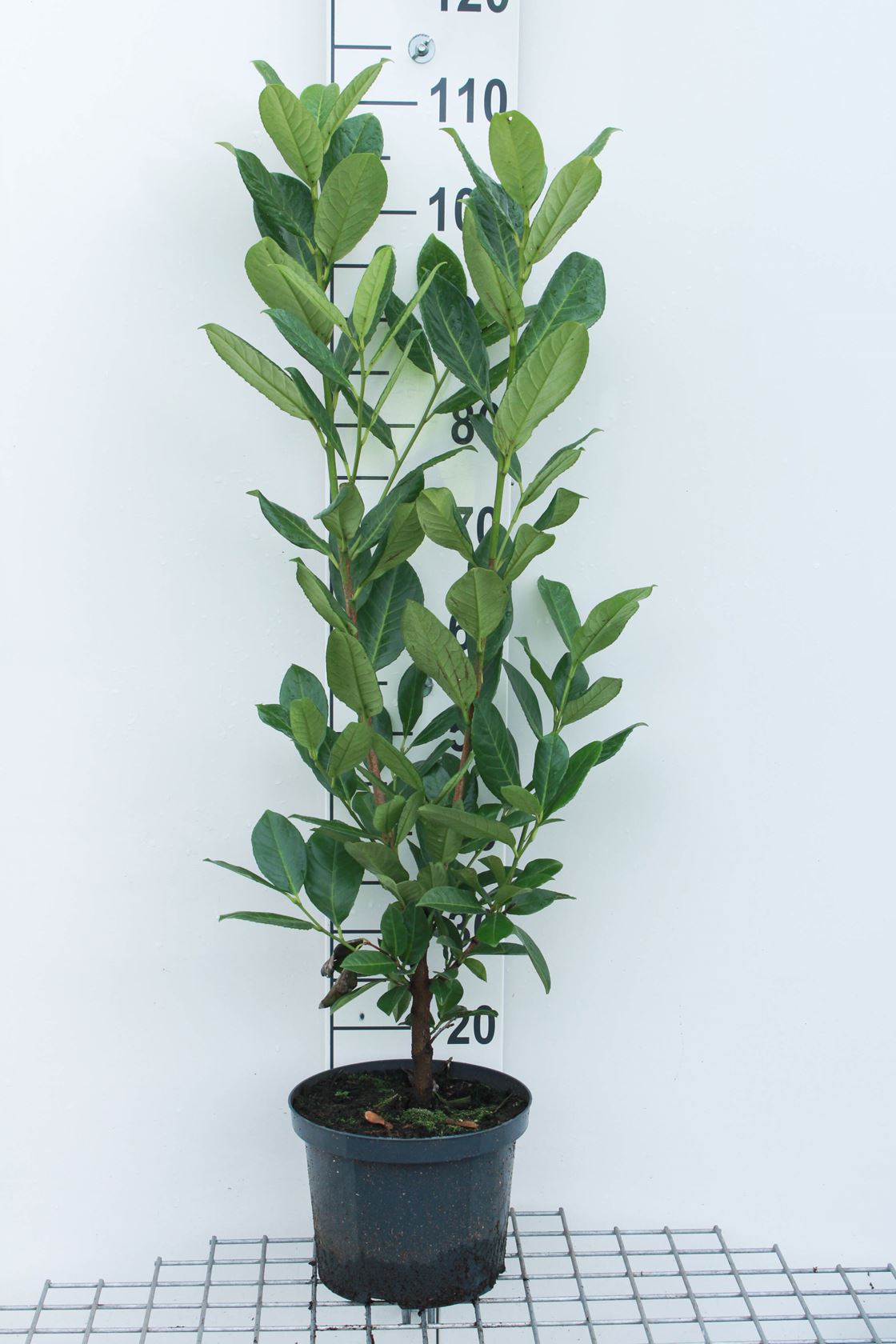 Prunus laurocerasus 'Rotundifolia' - pot 5L - 60-80 cm