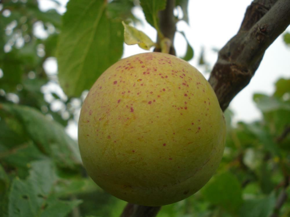 Plantenfiche-Prunus-domestica-Reine-Claude-Verte-Stor-Gron-Reine-Claude-