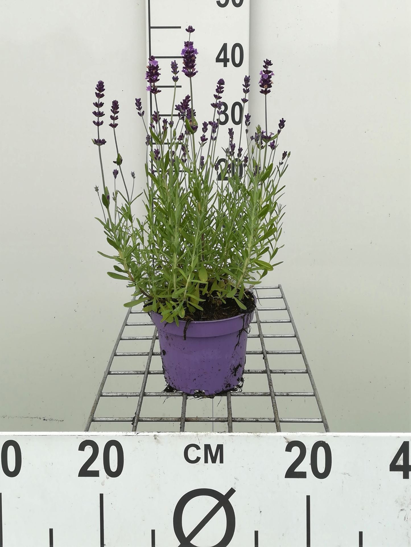 Lavandula angustifolia 'Munstead' - pot 1,5L (Lavande)