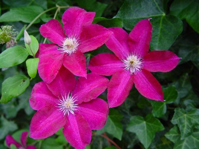 Plantenfiche-Clematis-Rouge-Cardinal-