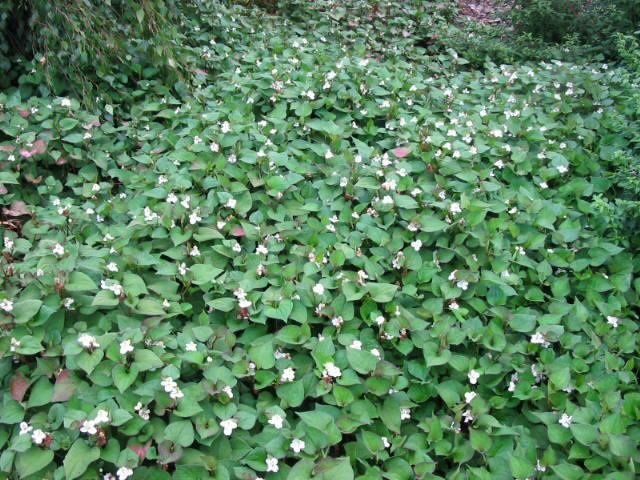 Plantenfiche-Houttuynia-cordata-Plena-