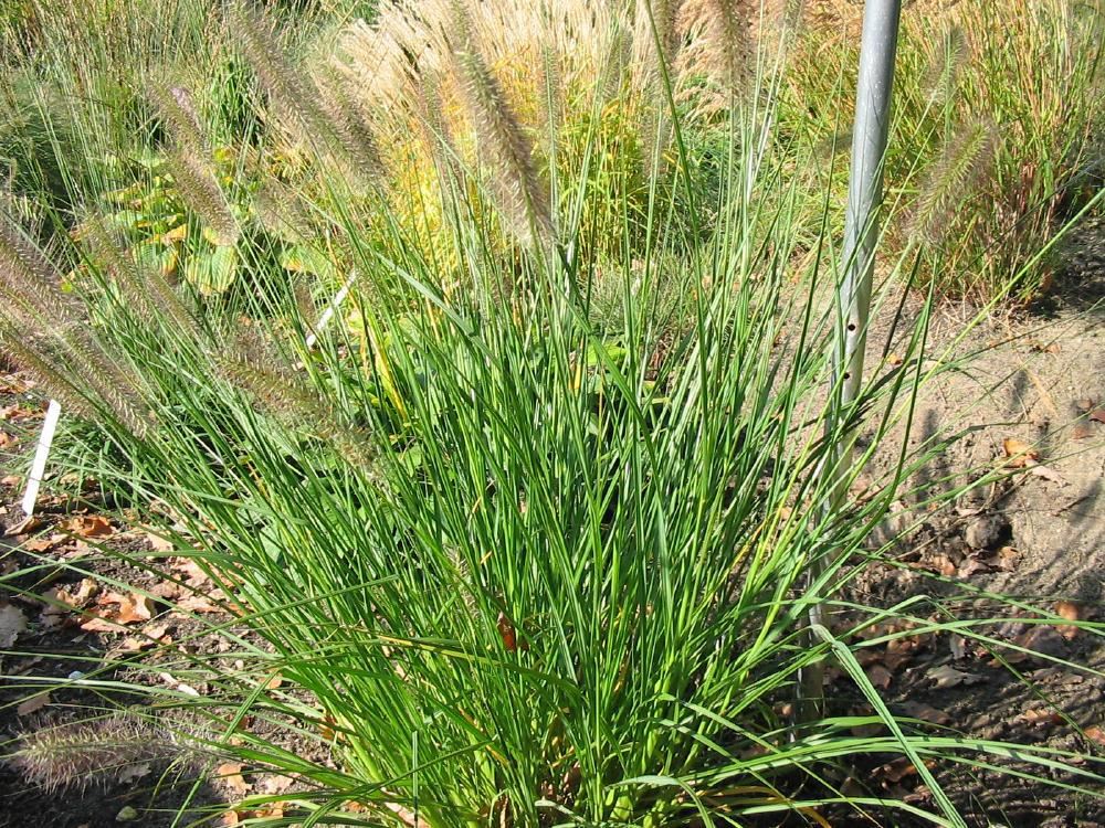 Plantenfiche-Pennisetum-alopecuroides-Magic-
