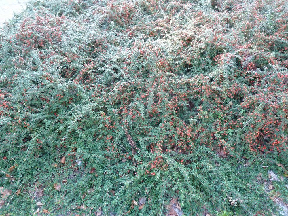 Plantenfiche-Cotoneaster-x-suecicus-Skogholm-