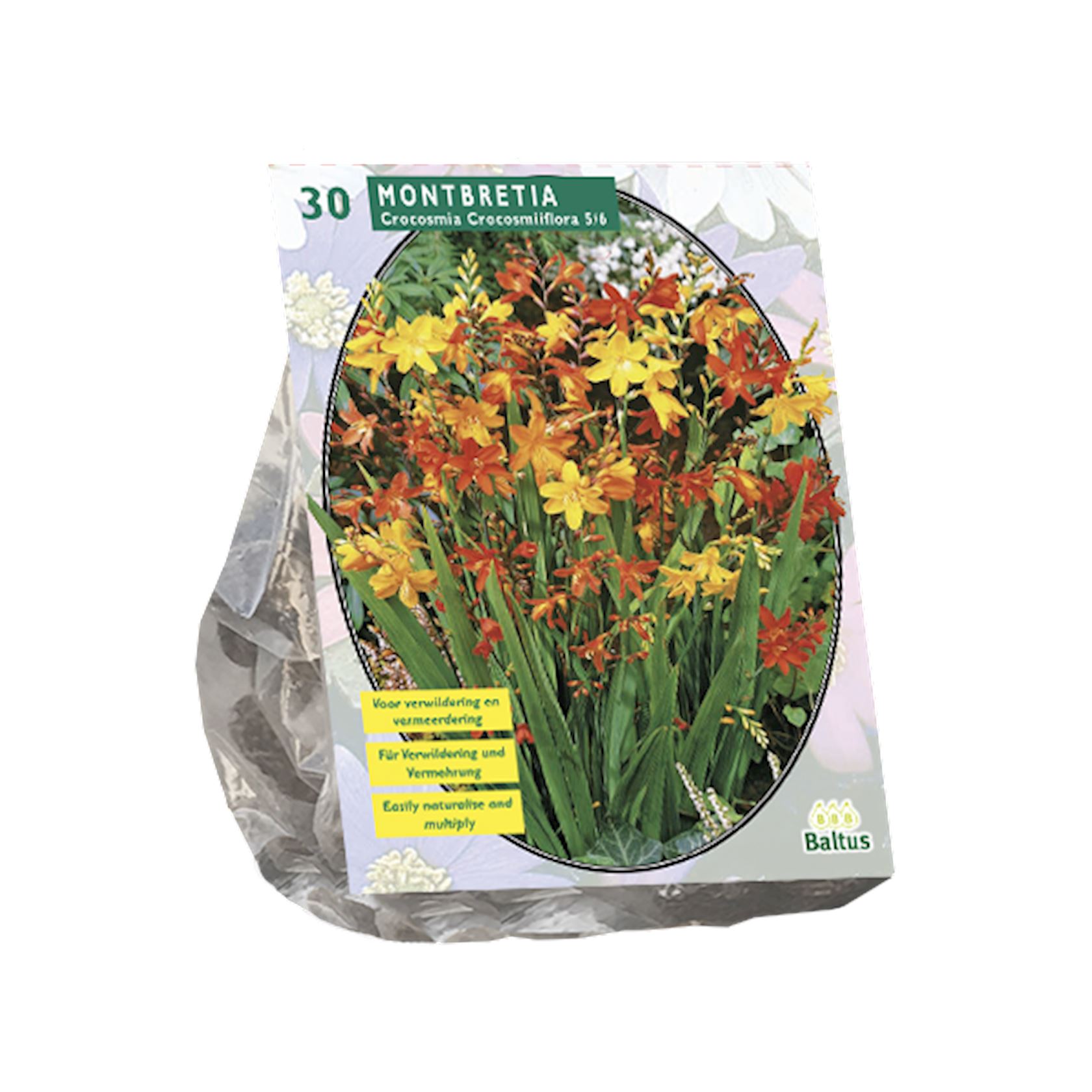 Baltus iris (iridaceae) 'Montbretia' - Bulbes de printemps - Par 30 bulbes (rouge, jaune)