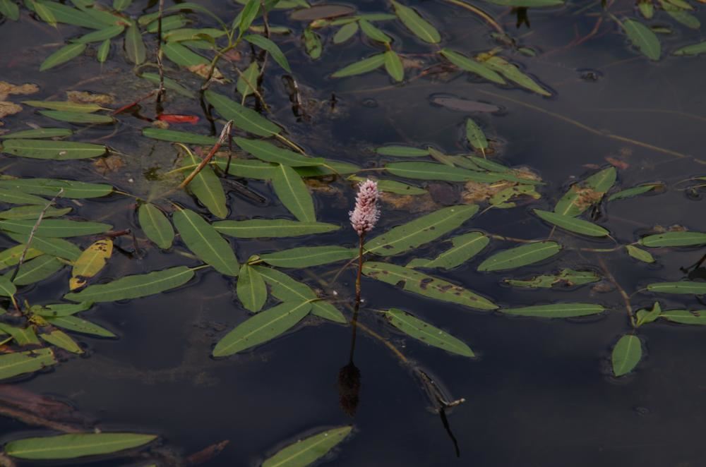 Plantenfiche-Persicaria-amphibia