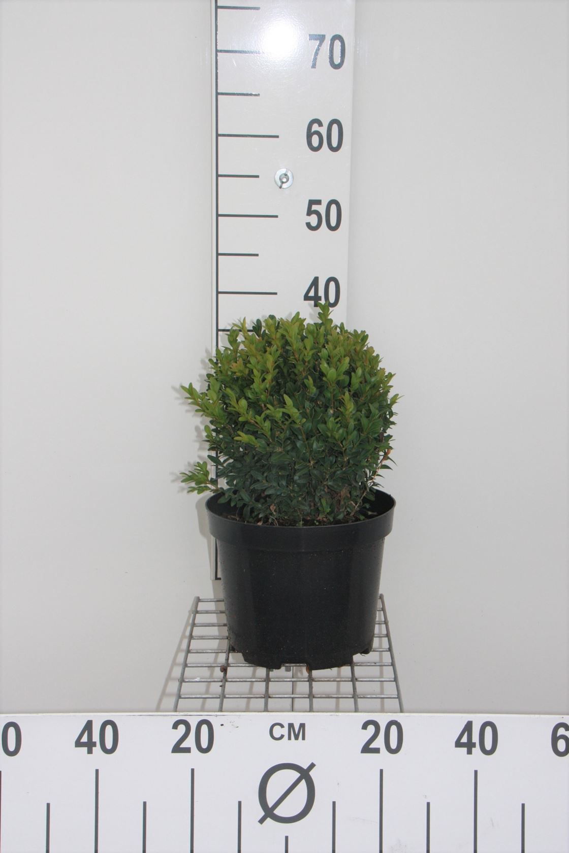 Buxus sempervirens - pot - forme sphérique - ø20+ cm