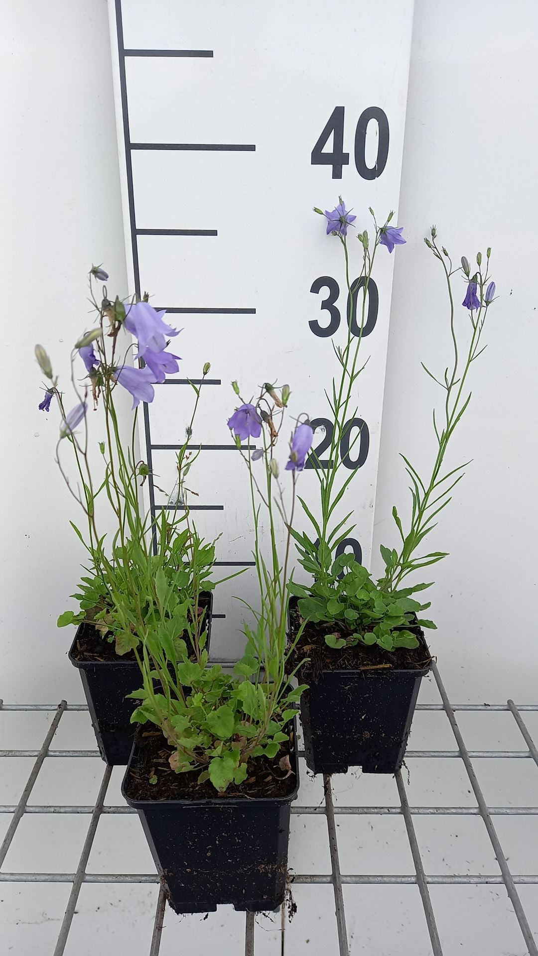 Campanula rotundifolia - pot 9x9 cm