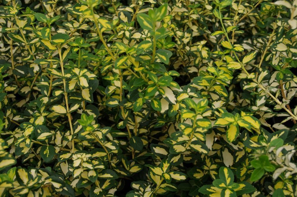 Plantenfiche-Euonymus-fortunei-Interbolwi-Blondy-