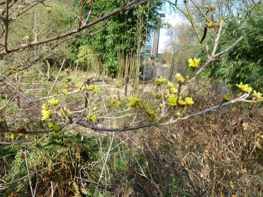 Plantenfiche-Cornus-officinalis