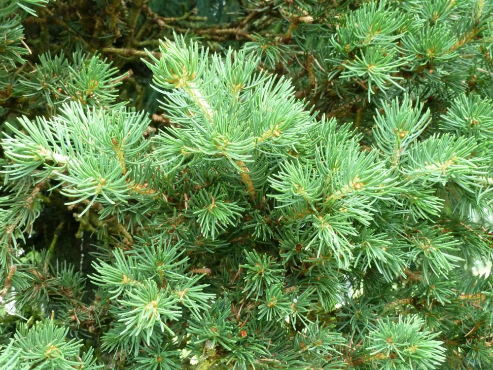 Plantenfiche-Picea-pungens-Lucky-Strike-