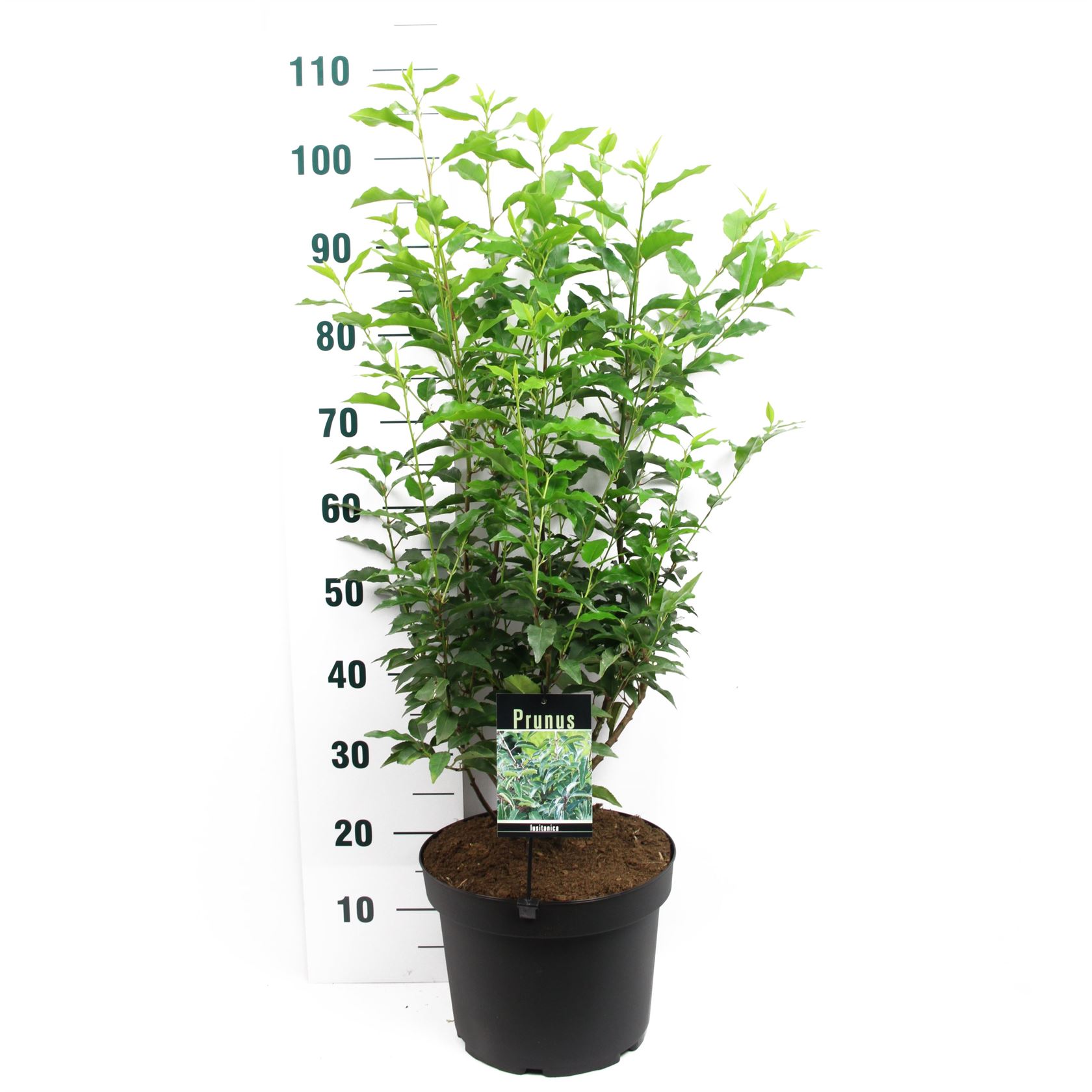 Prunus lusitanica - pot 10L - 80+ cm - struik