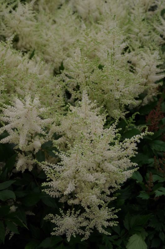 Plantenfiche-Astilbe-Gladstone-