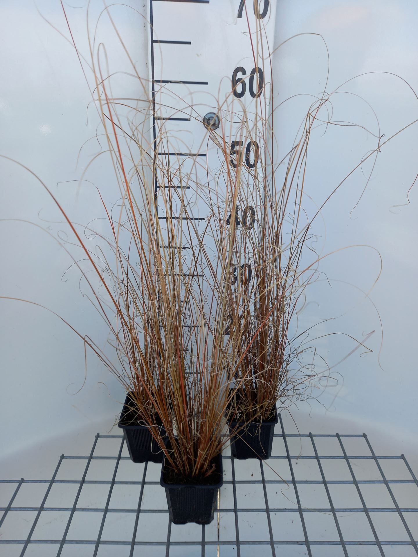 Carex buchananii - pot 9x9 cm