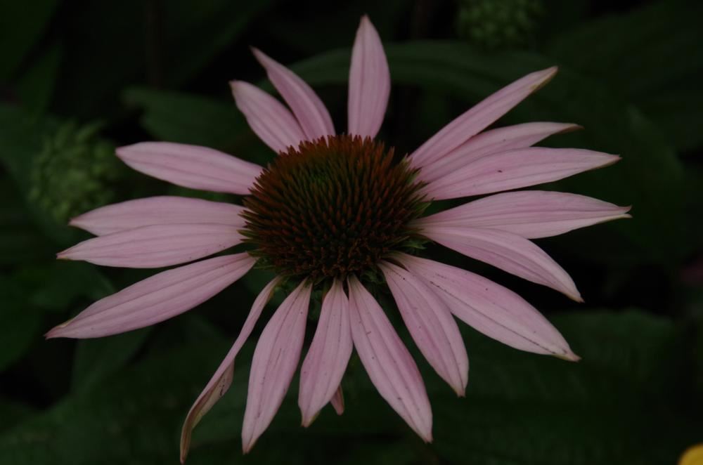 Plantenfiche-Echinacea-purpurea-Hope-