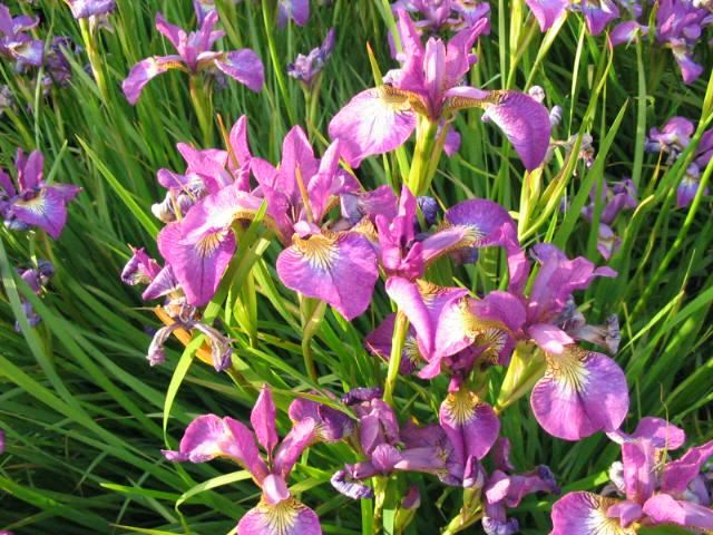 Plantenfiche-Iris-Sparkling-Rose-