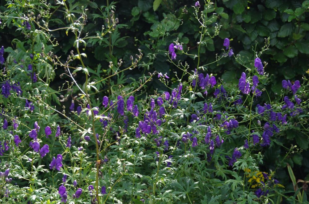 Plantenfiche-Aconitum-henryi-Spark-s-Variety-