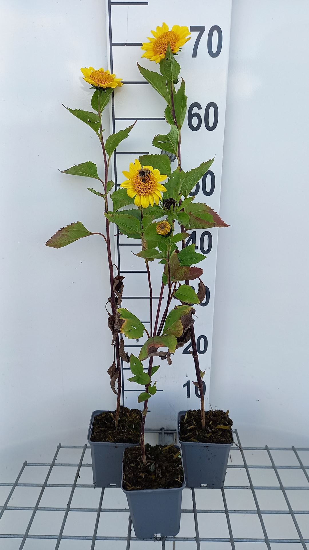 Helianthus decapetalus 'Capenoch Star' - pot 9x9 cm