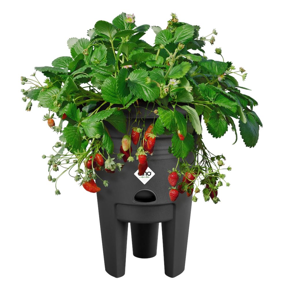 green-basics-aardbeien-pot-33cm-living-black-33