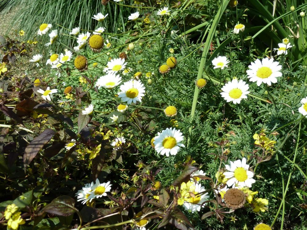 Plantenfiche-Anthemis-x-hybrida-Sauce-Hollandaise-