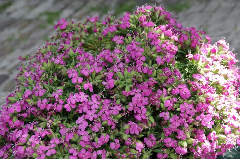 Plantenfiche-Saponaria-Bressingham-