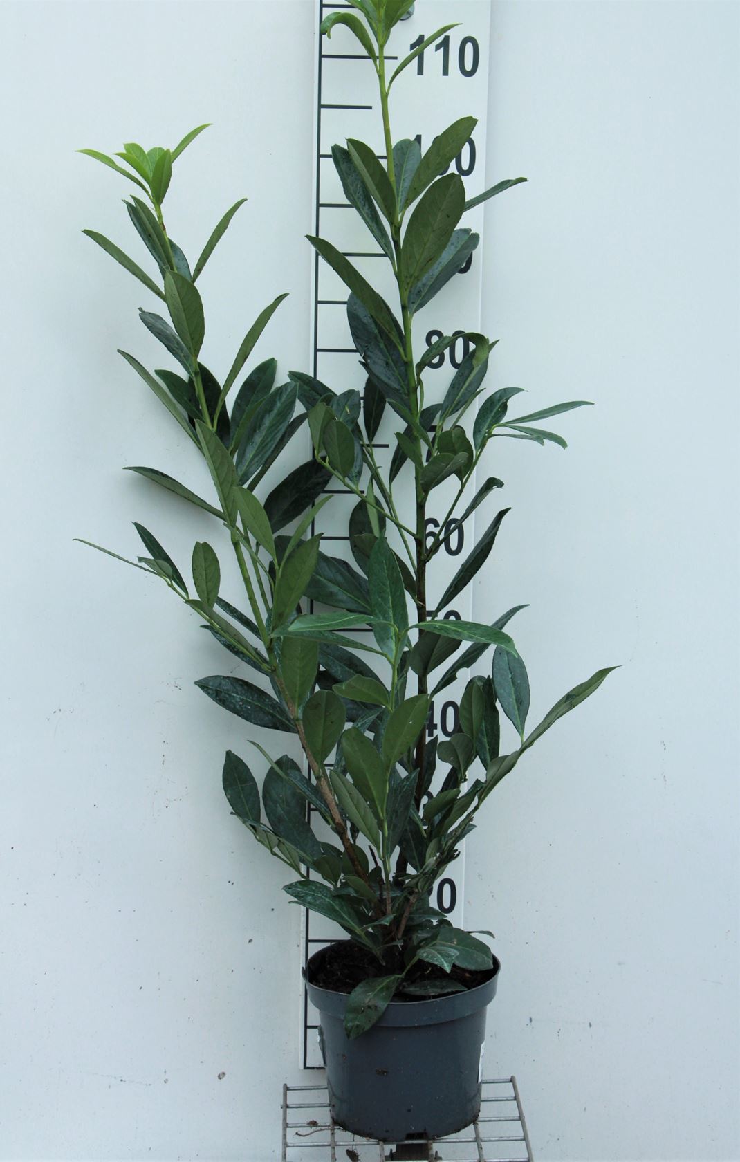 Prunus laurocerasus 'Caucasica' - pot 5L - 80-100 cm