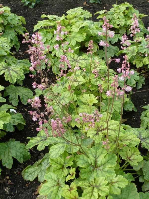 Plantenfiche-xHeucherella-Tapestry-