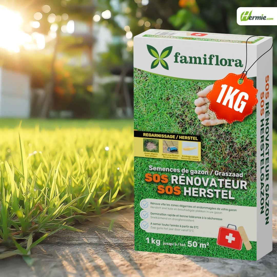 Famiflora graine de gazon 1kg jusqu'à 50m² - SOS gazon de réparation - réparation rapide des zones dégarnies