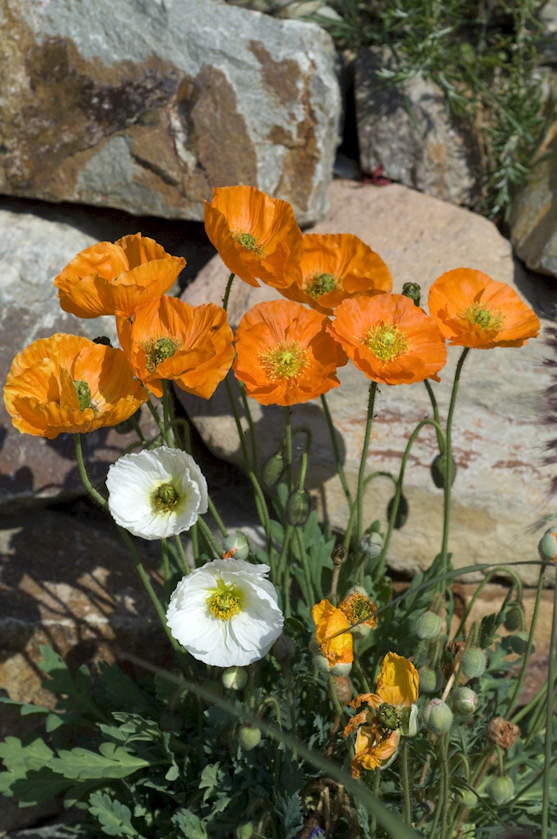 Plantenfiche-Papaver-nudicaule