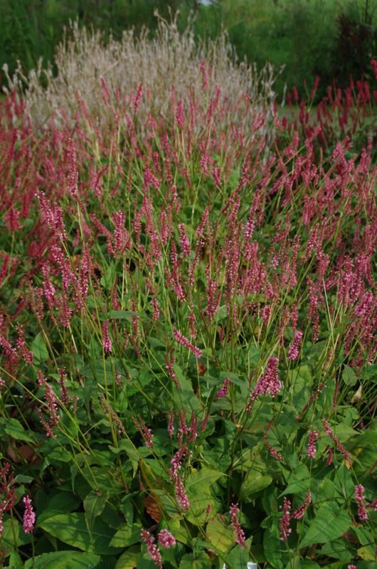 Plantenfiche-Persicaria-amplexicaulis-High-Society-