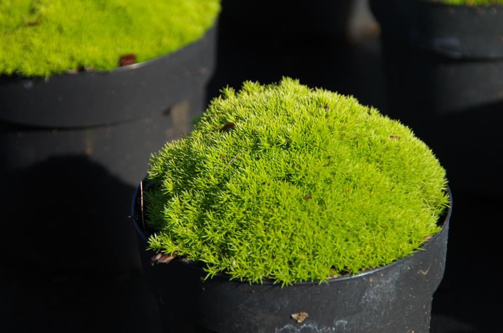 Plantenfiche-Scleranthus-uniflorus