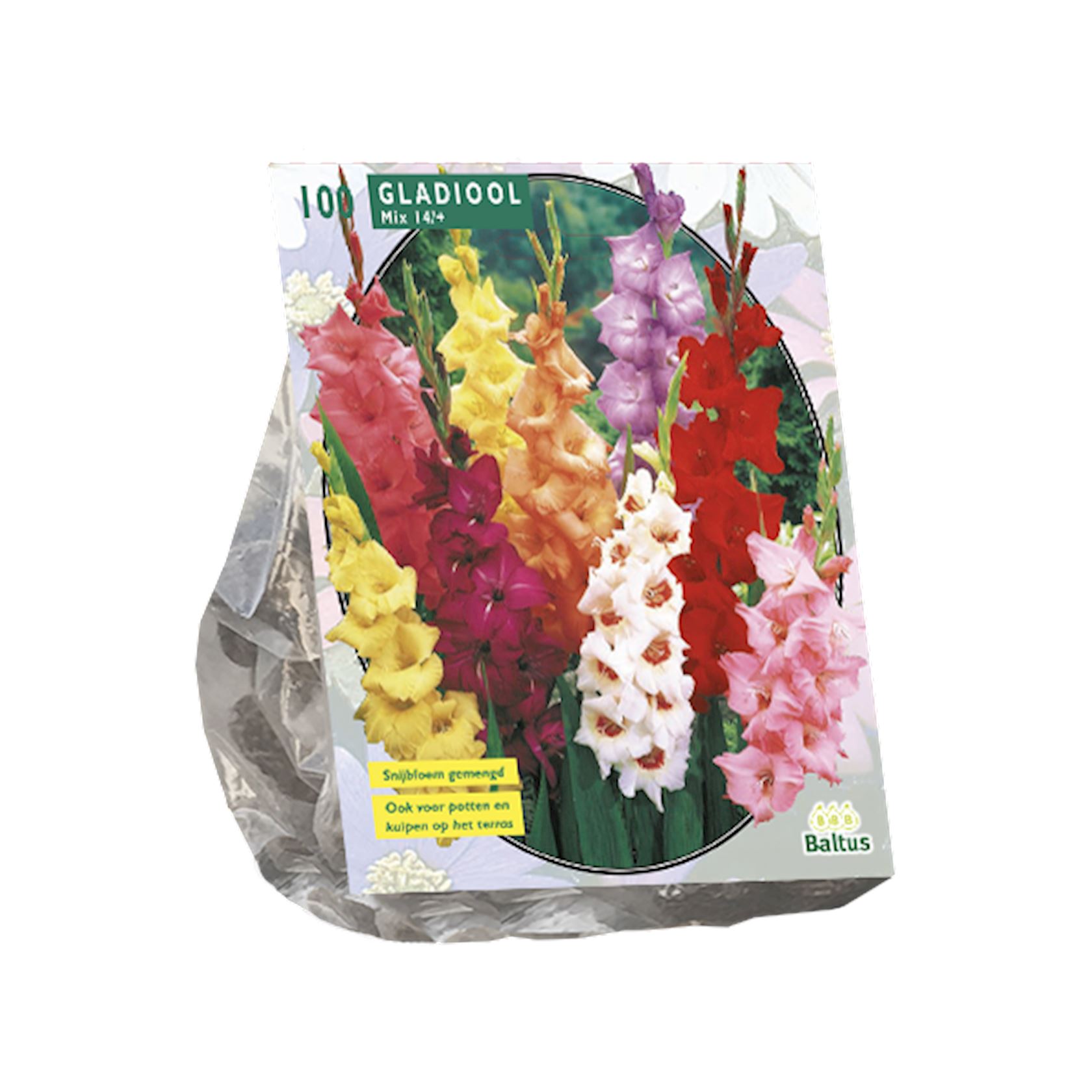 gladiolus-gemengd-per-100