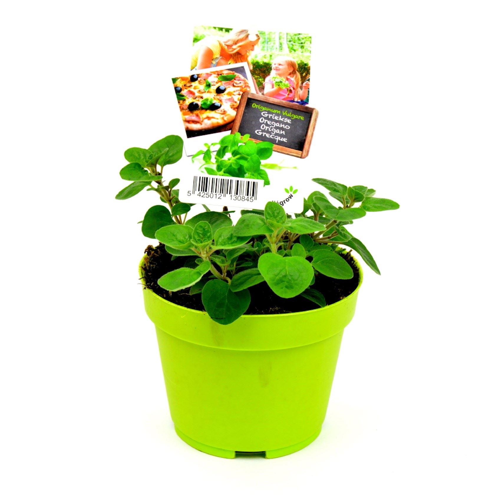 Oregano-griekse-pot-13cm