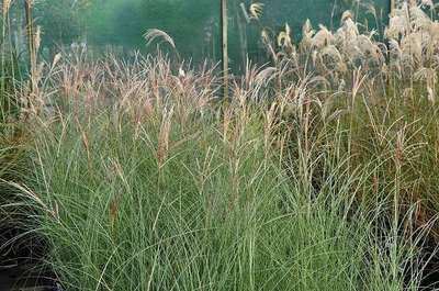 Miscanthus sinensis 'Gracillimus' - pot 1,5L