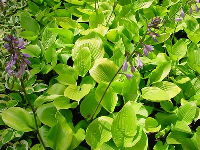 Plantenfiche-Hosta-Sum-and-Substance-
