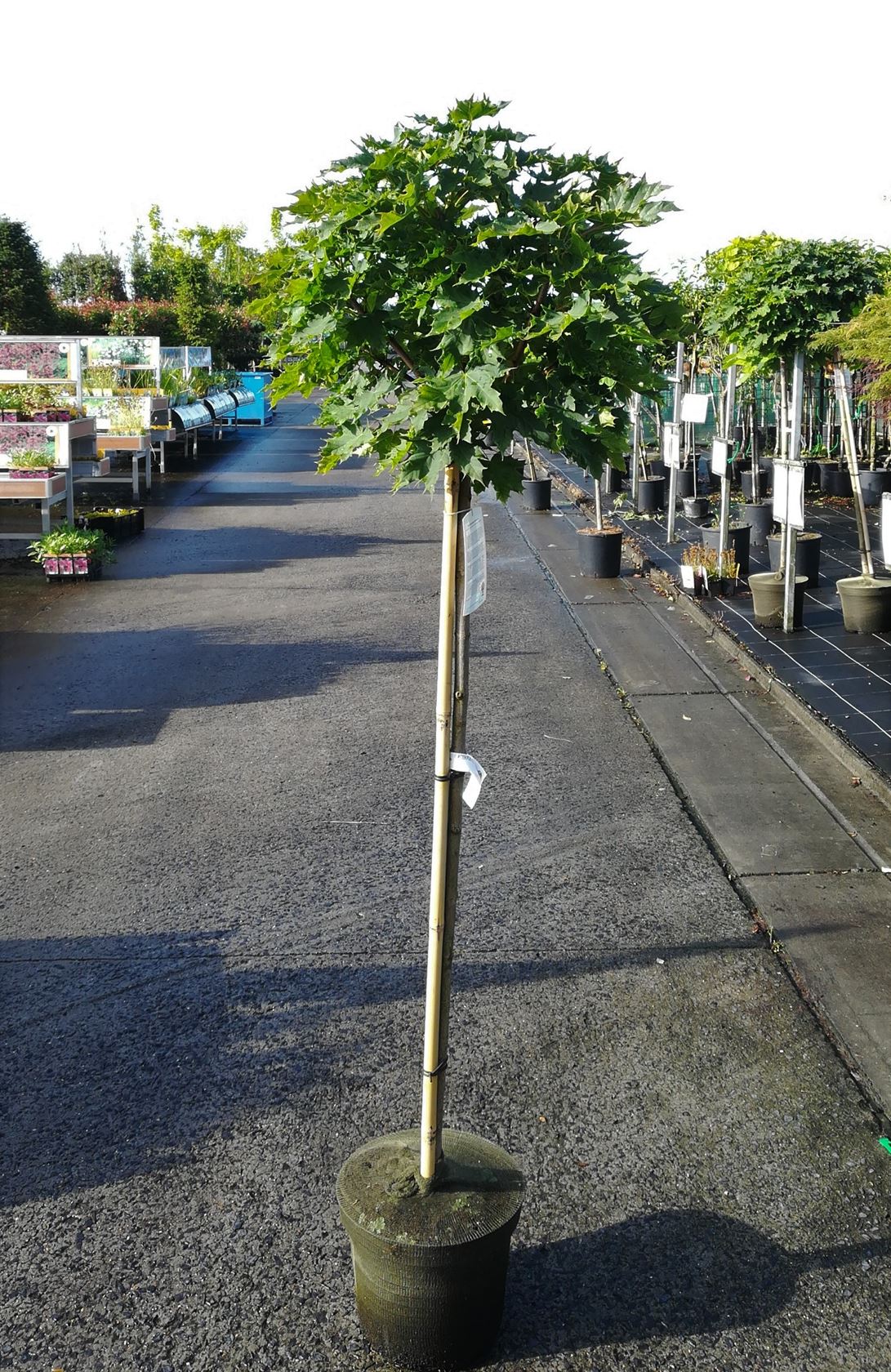 Acer platanoides 'Globosum' - pot 15L - semi-stem tree