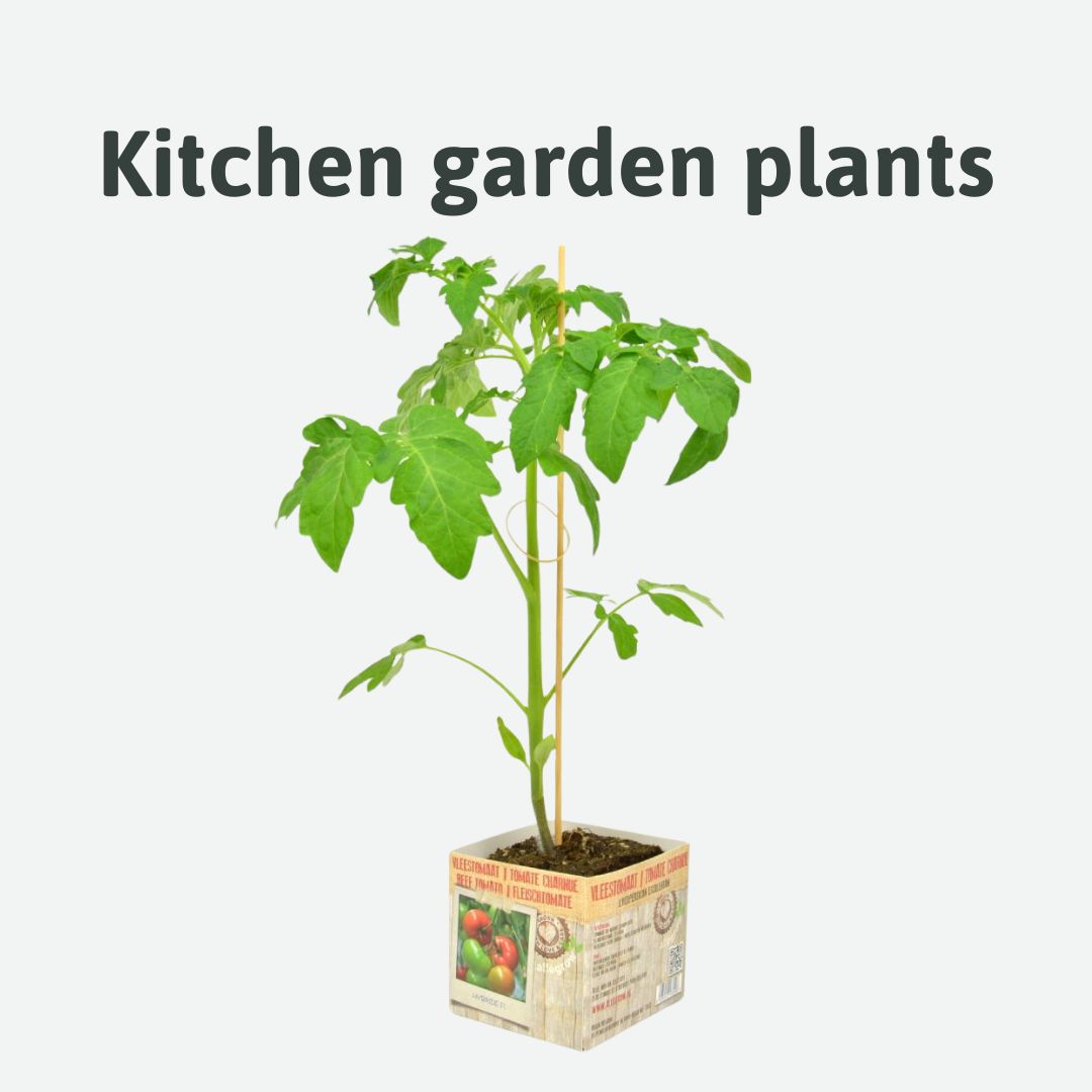 kitchen garden plants