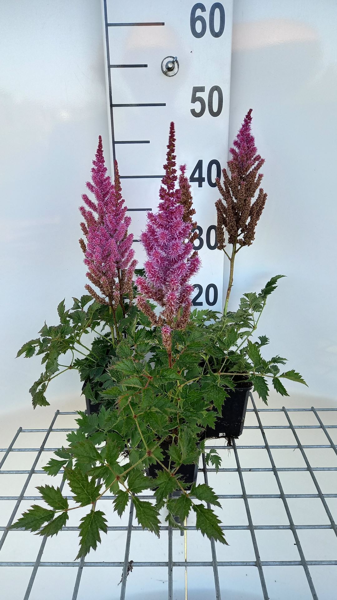 Astilbe chinensis 'Purpurkerze' - pot 9x9 cm