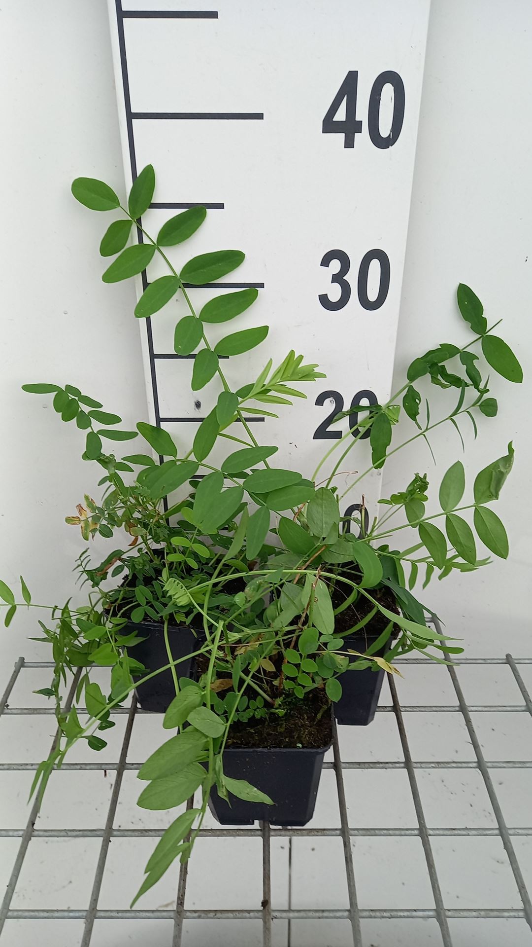 Galega officinalis - pot 9x9 cm