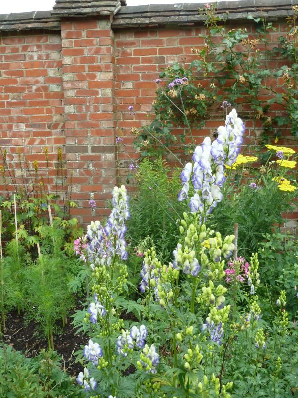 Plantenfiche-Aconitum-x-cammarum-Bicolor-