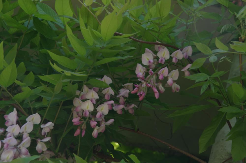 Plantenfiche-Wisteria-brachybotrys-Showa-beni-