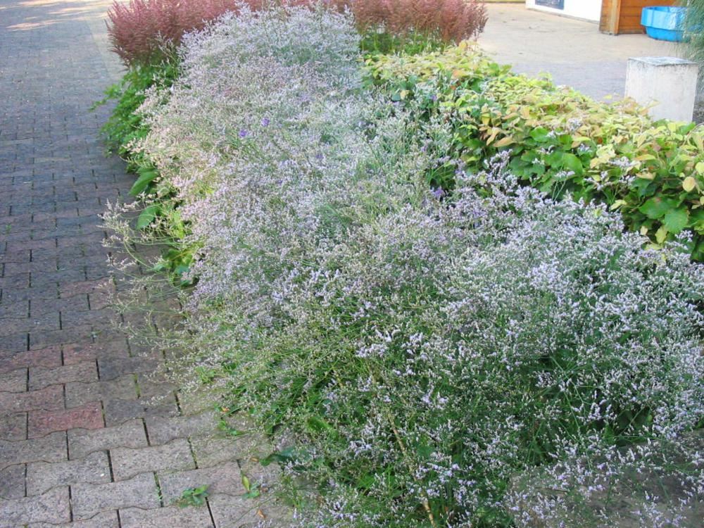 Plantenfiche-Limonium-latifolium