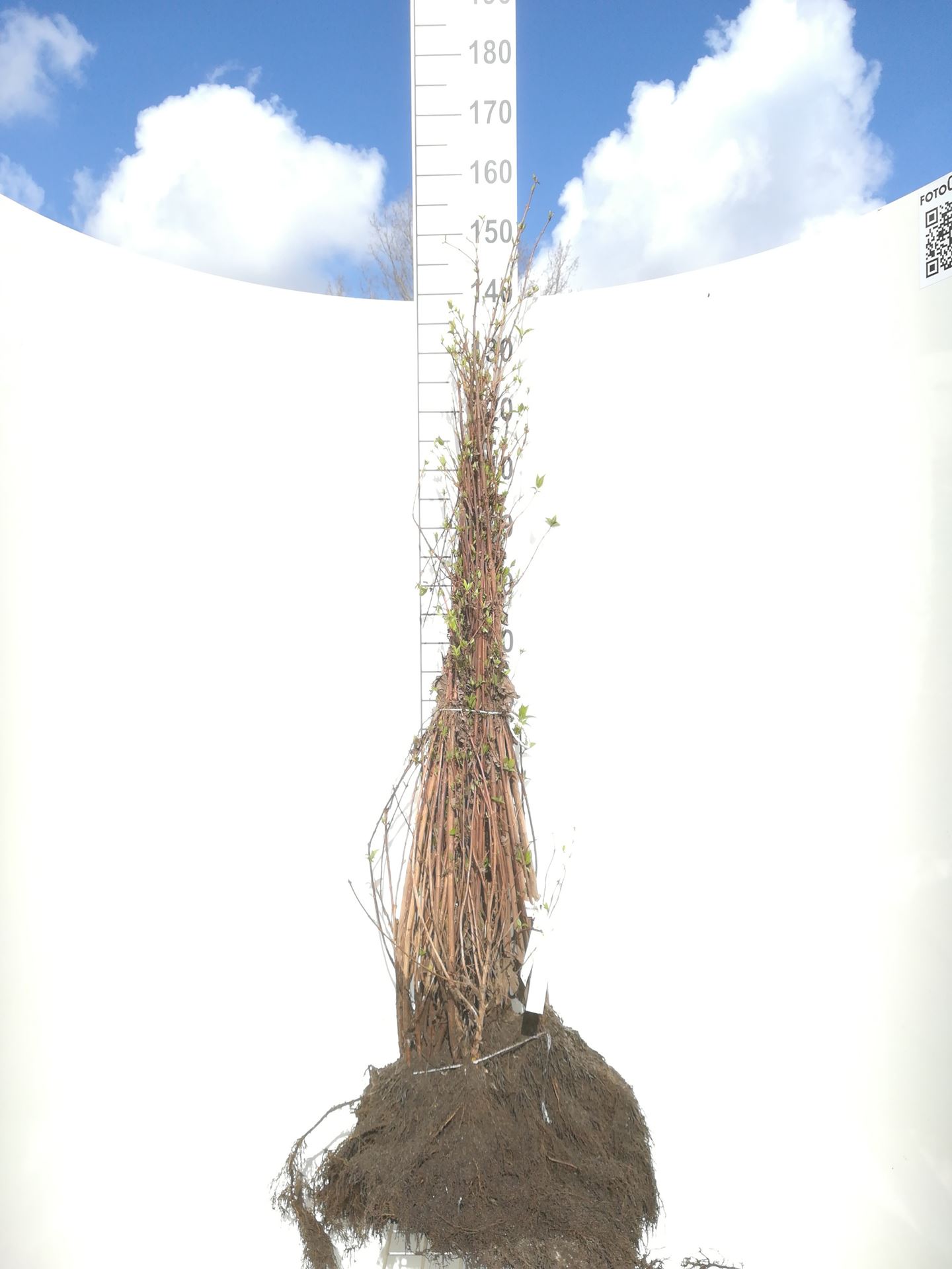 Deutzia scabra - blote wortel - 60-90 cm - 3-5 takken