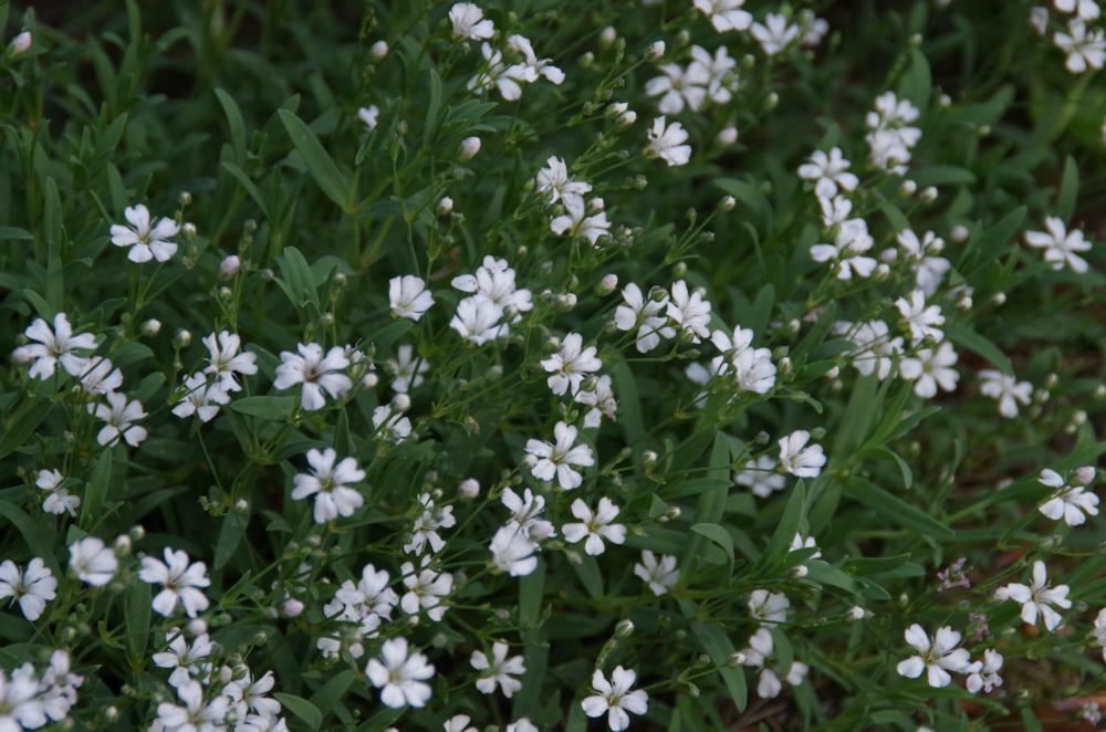 Plantenfiche-Gypsophila-repens-Alba-