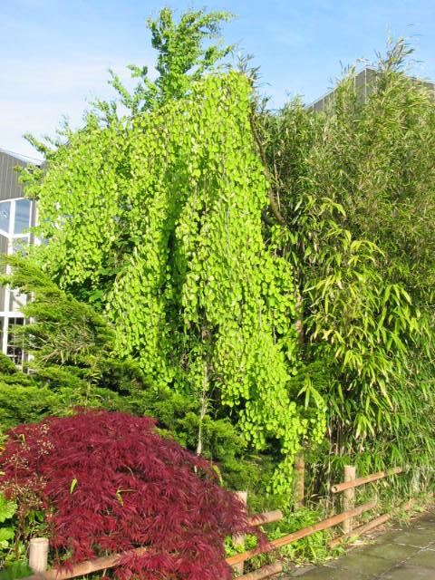 Plantenfiche-Cercidiphyllum-japonicum-Pendulum-