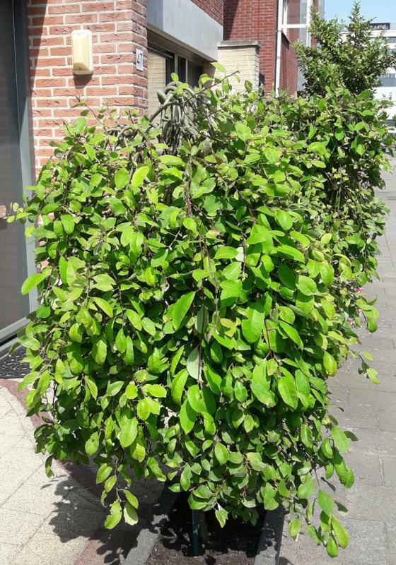 Plantenfiche-Salix-caprea-Kilmarnock-