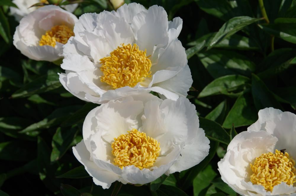 Paeonia 'Krinkled White' - pot 1L