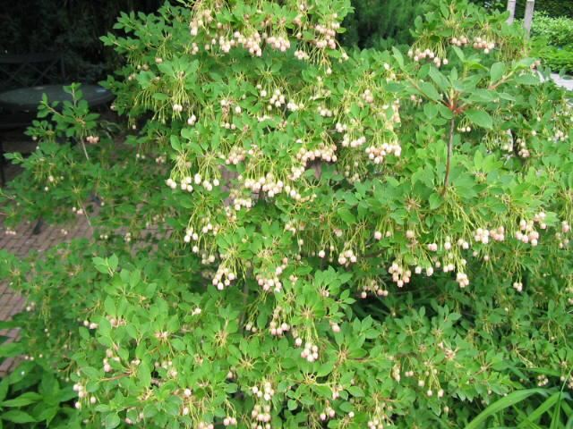 Plantenfiche-Enkianthus-campanulatus