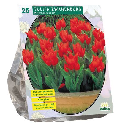 Tulipa-Praestans-Zwanenburg-per-25