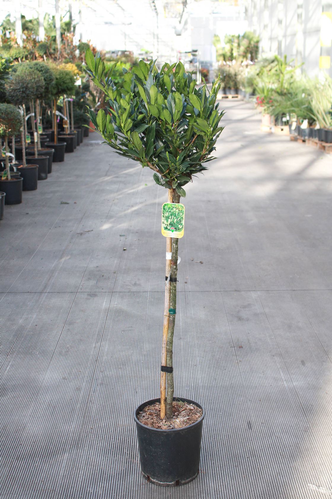 Prunus laurocerasus 'Otto Luyken' - pot 12L - halfstam boom