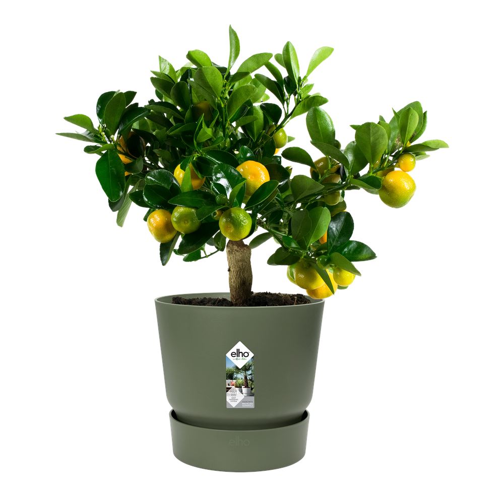 pot-Greenville-rond-30cm-blad-groen